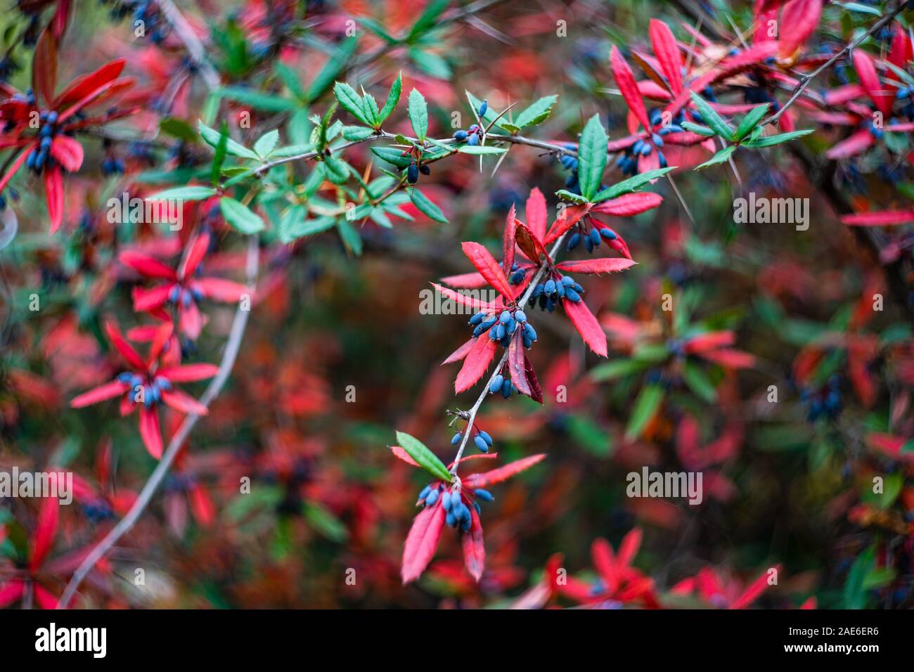 Closeup of autumn fruits of Barberry bush in park Stock Photo
