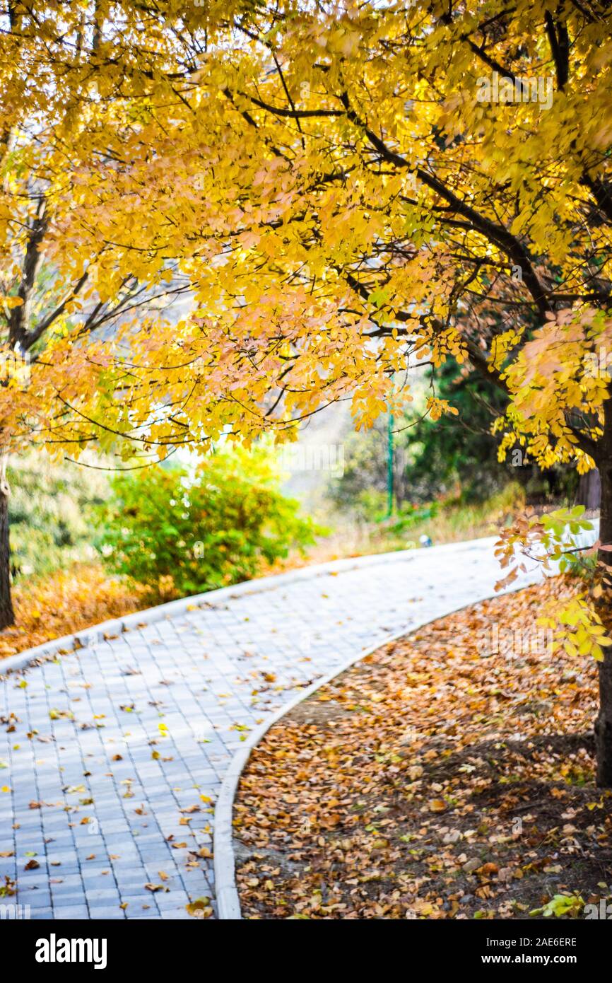 Autumnal park with pathway and yellow leaves Stock Photo - Alamy