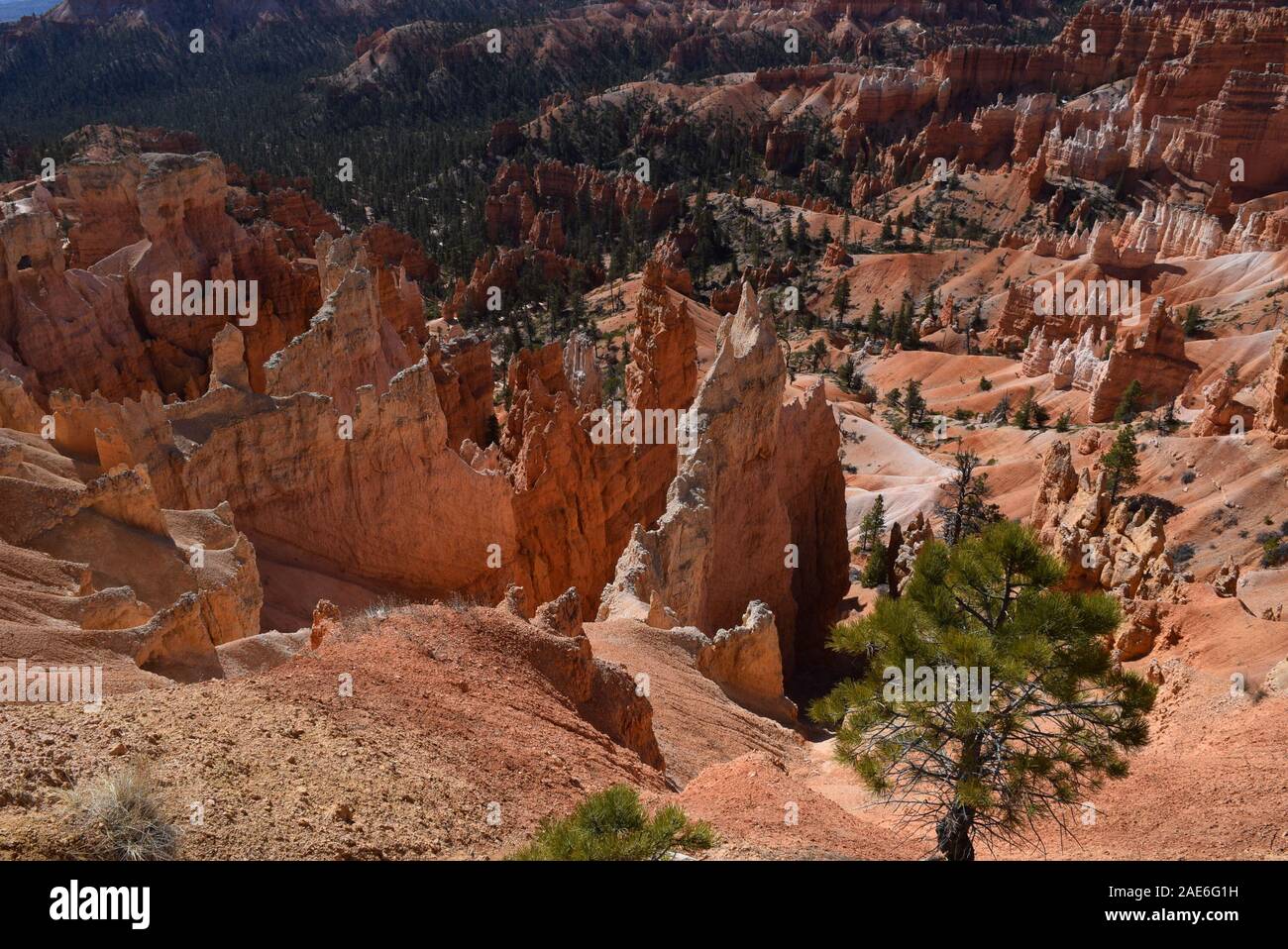 Hoodoos at the Bryce Canyon amphitheater; the result of millions of years of erosion.  Taken from the Queen's Garden trail. Stock Photo