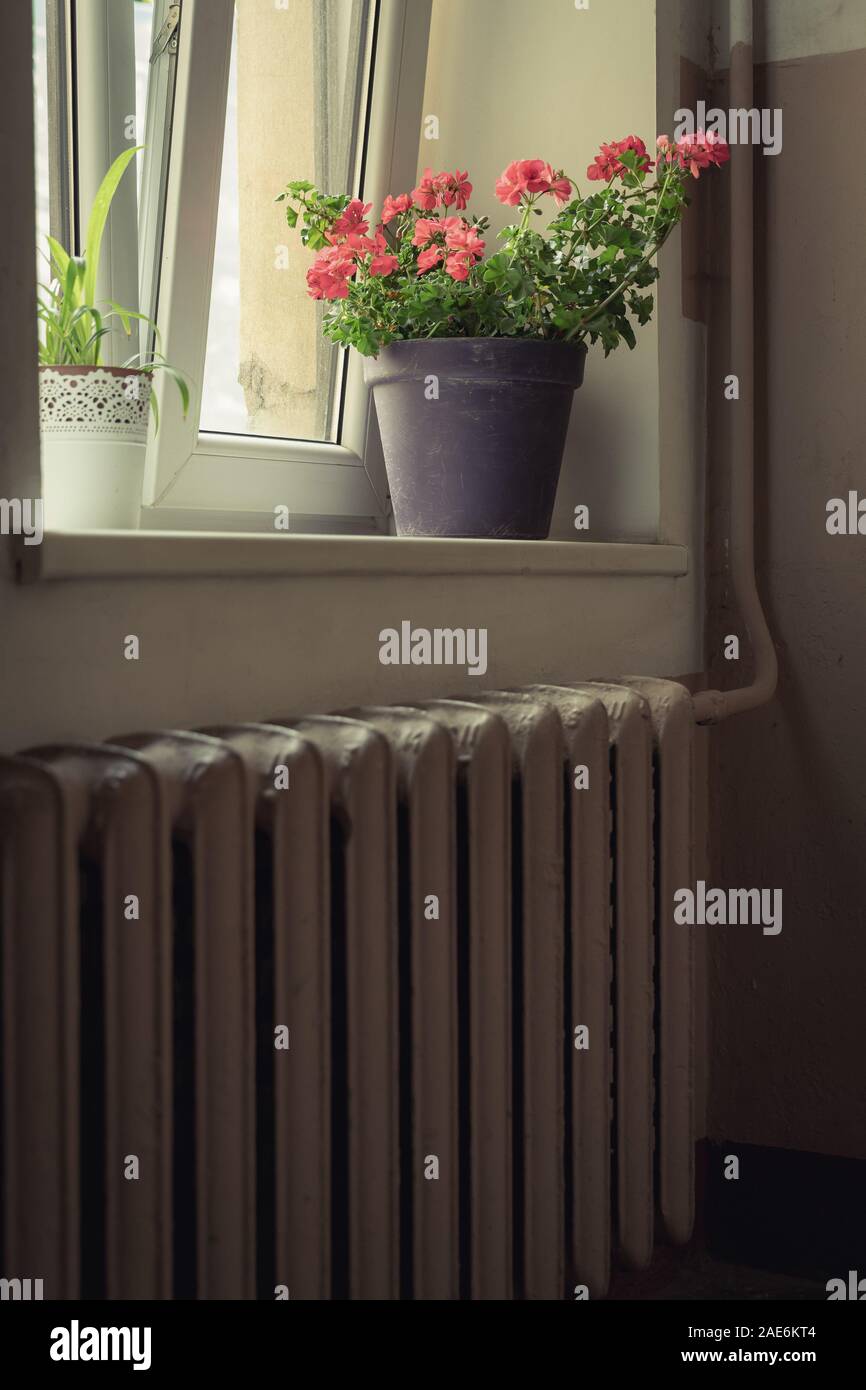 Indoor flower pot on a windowsill Stock Photo - Alamy