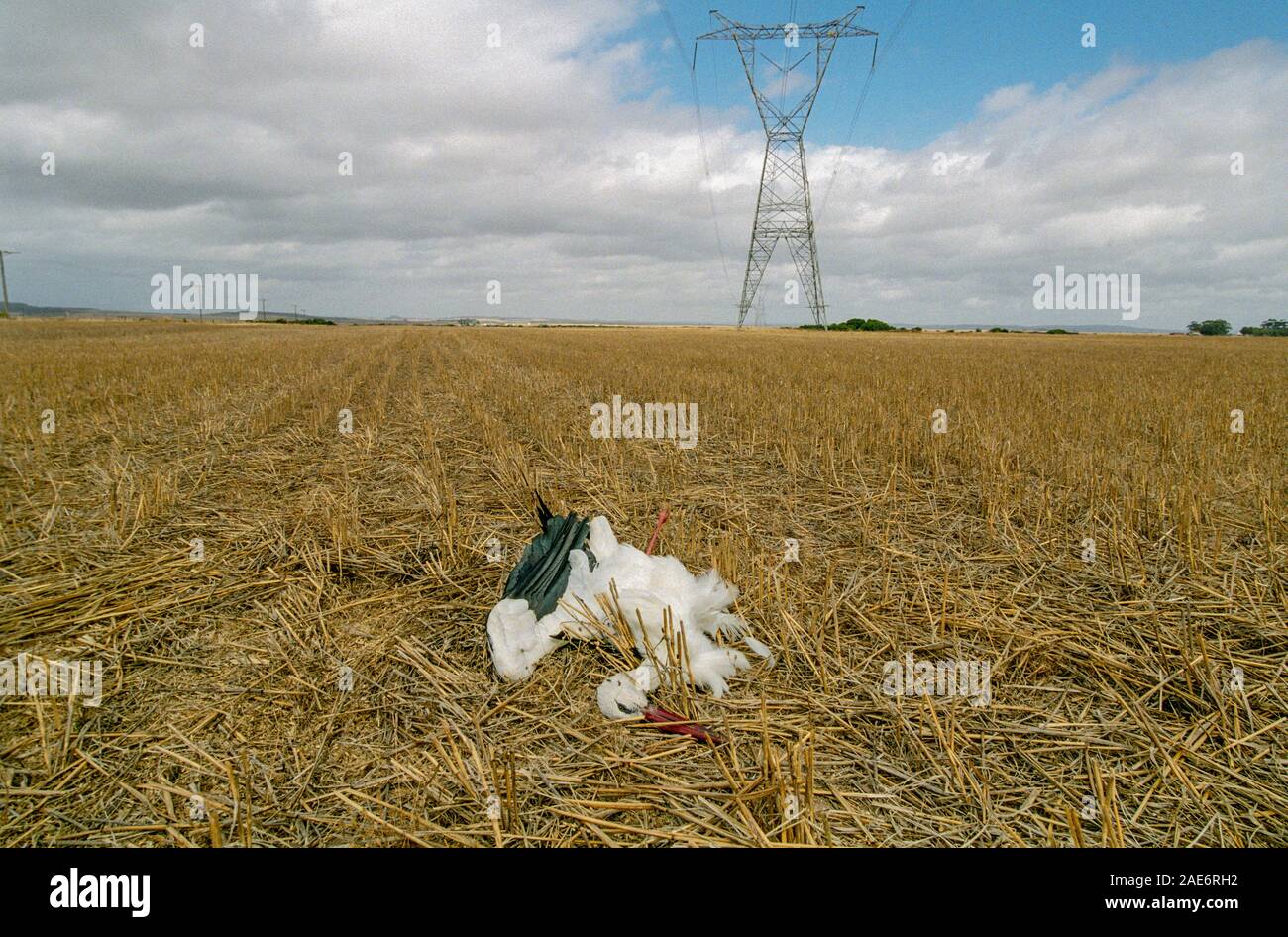 A dead White Stork (Ciconia ciconia) killed by colliding with a high-tension powerline near Vermaaklikheid, Western Cape Province, South Africa. Stock Photo