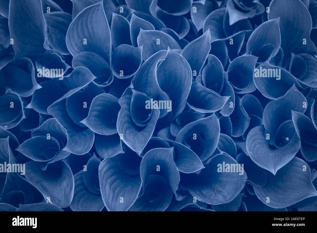 Hosta leaves classic blue trendy color of the year 2020 toned image Stock Photo