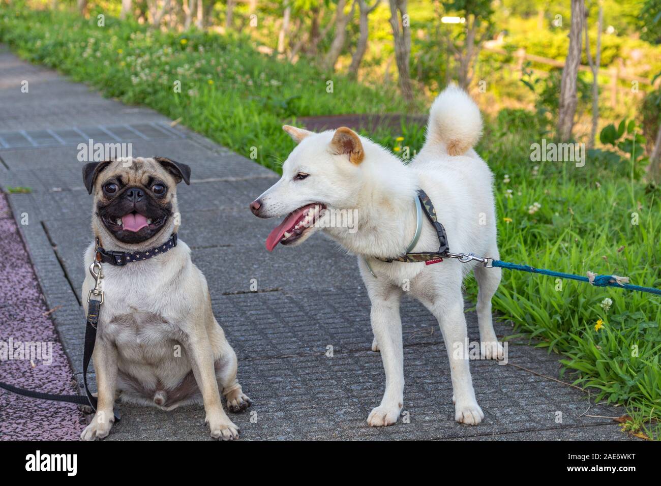 Two Friendly Puppy Dogs Pug Sitting And Shiba Inu Standing