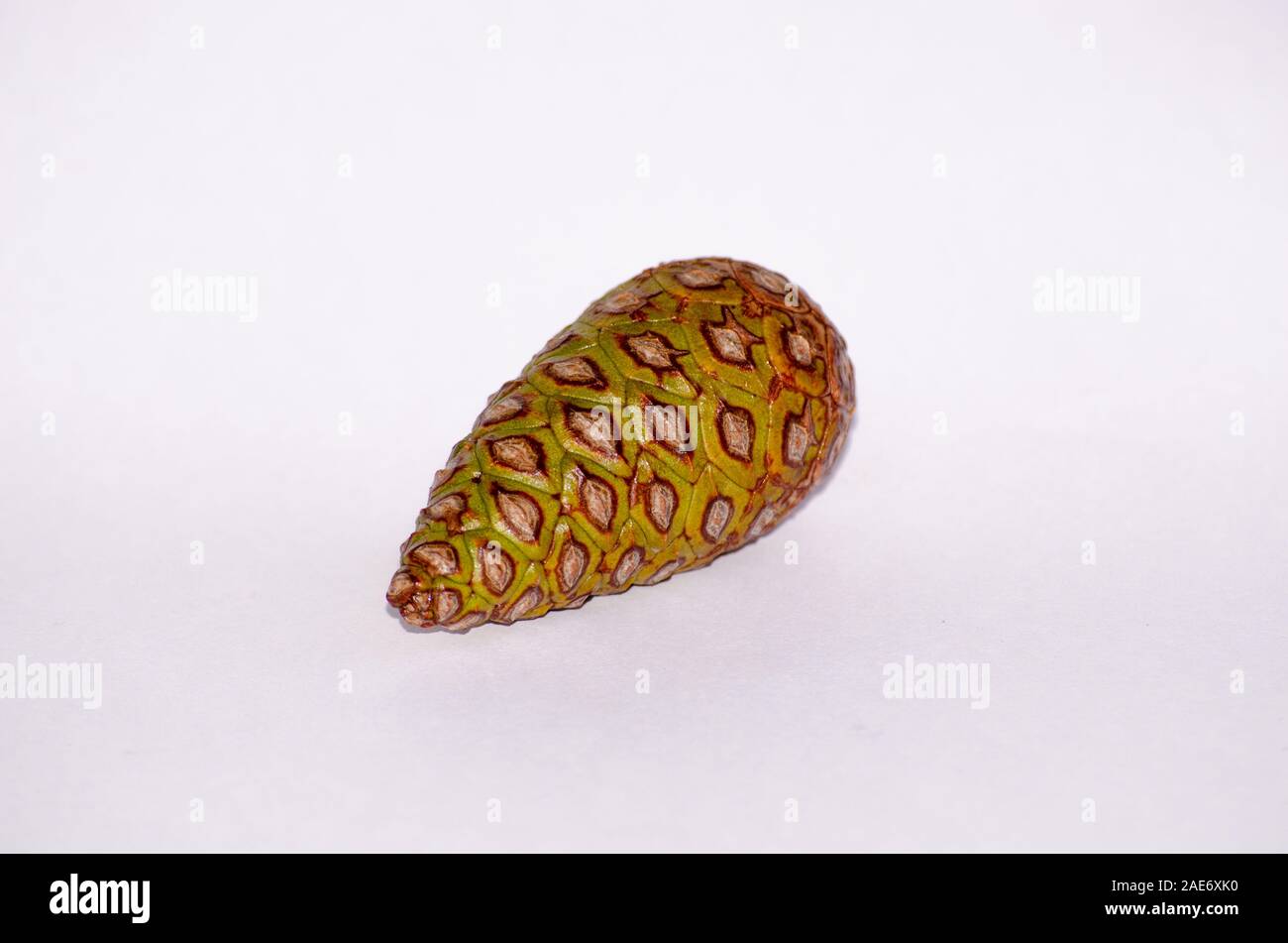 Pine cone isolate on white Stock Photo