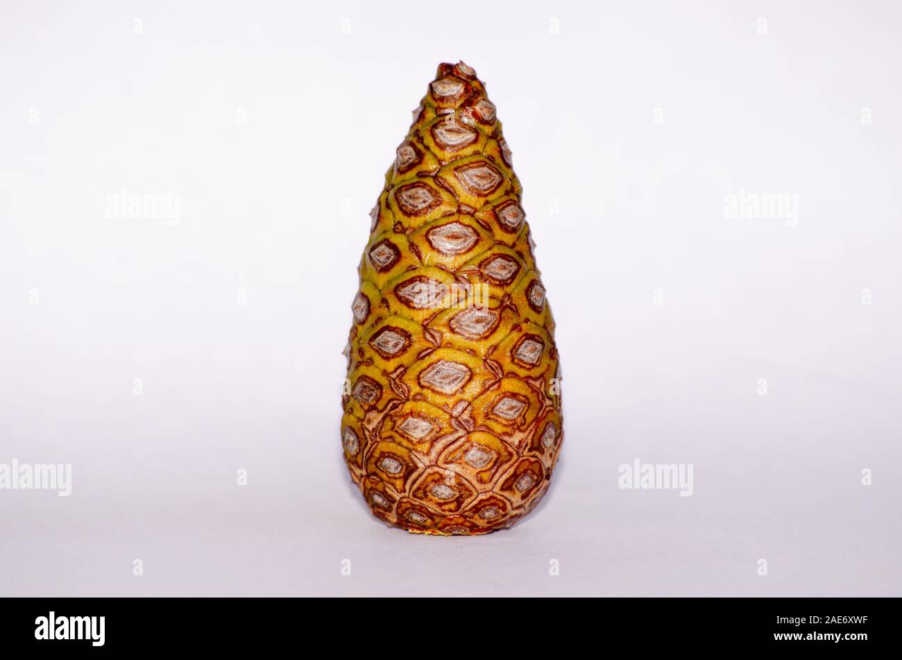 Pine cone isolate on white Stock Photo