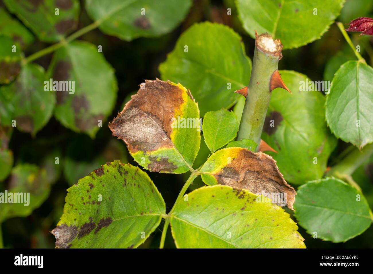 sick rose flowers and leaves in spots of rot. Protection against