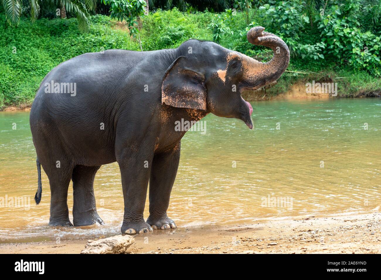 Big Elephant stands and shouts in a river Thailand Stock Photo