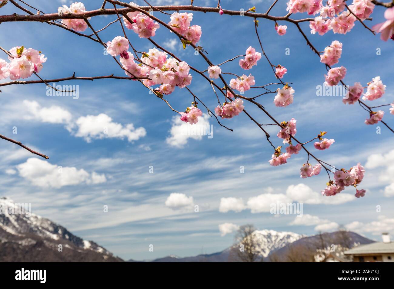 Blooming of cherry tree with a view of the snow-capped mountains in the spring on a clear day at Sochi, Russia. Stock Photo