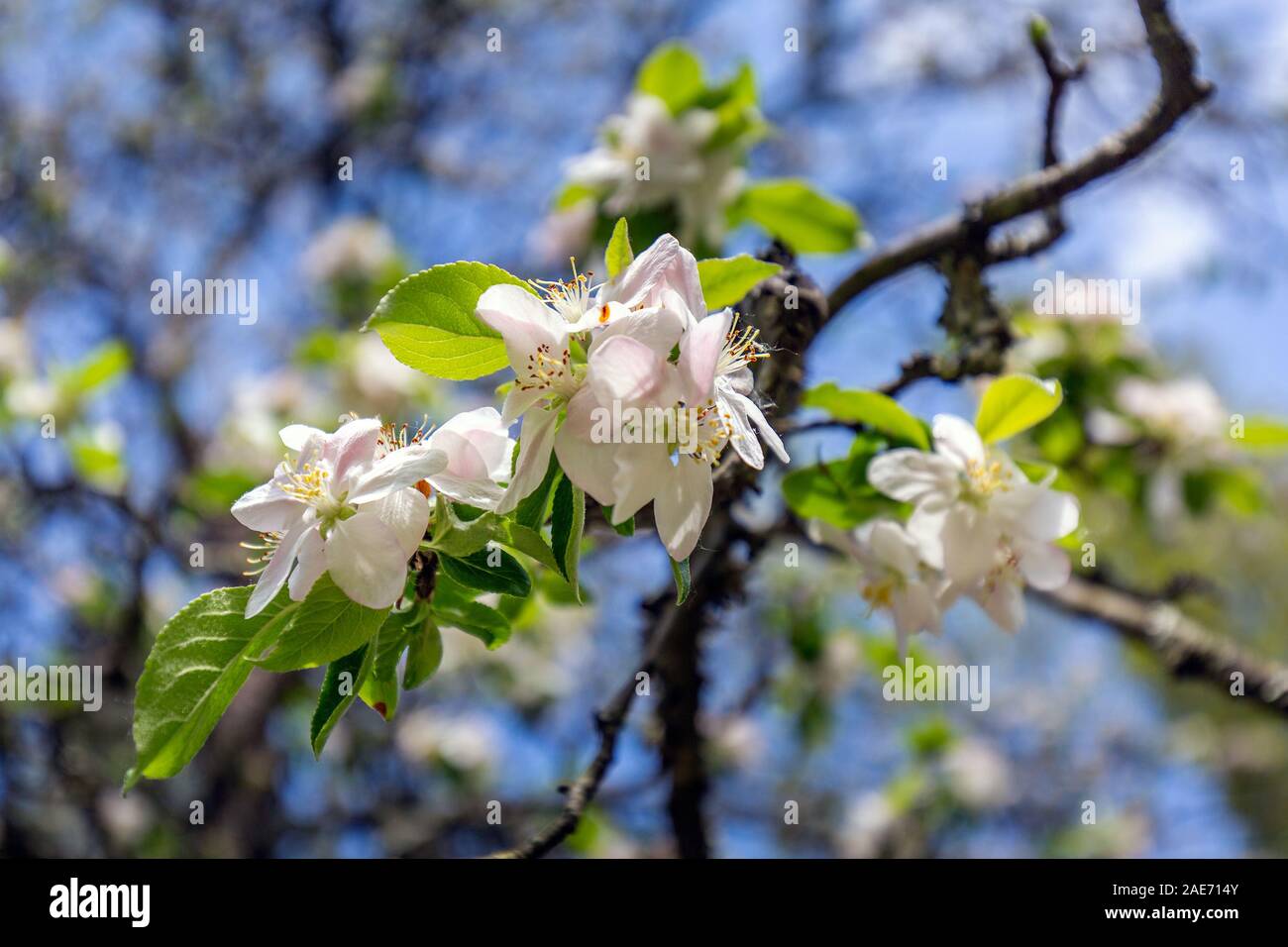 Blooming of cherry tree in the spring on a clear day at Sochi, Russia. Stock Photo