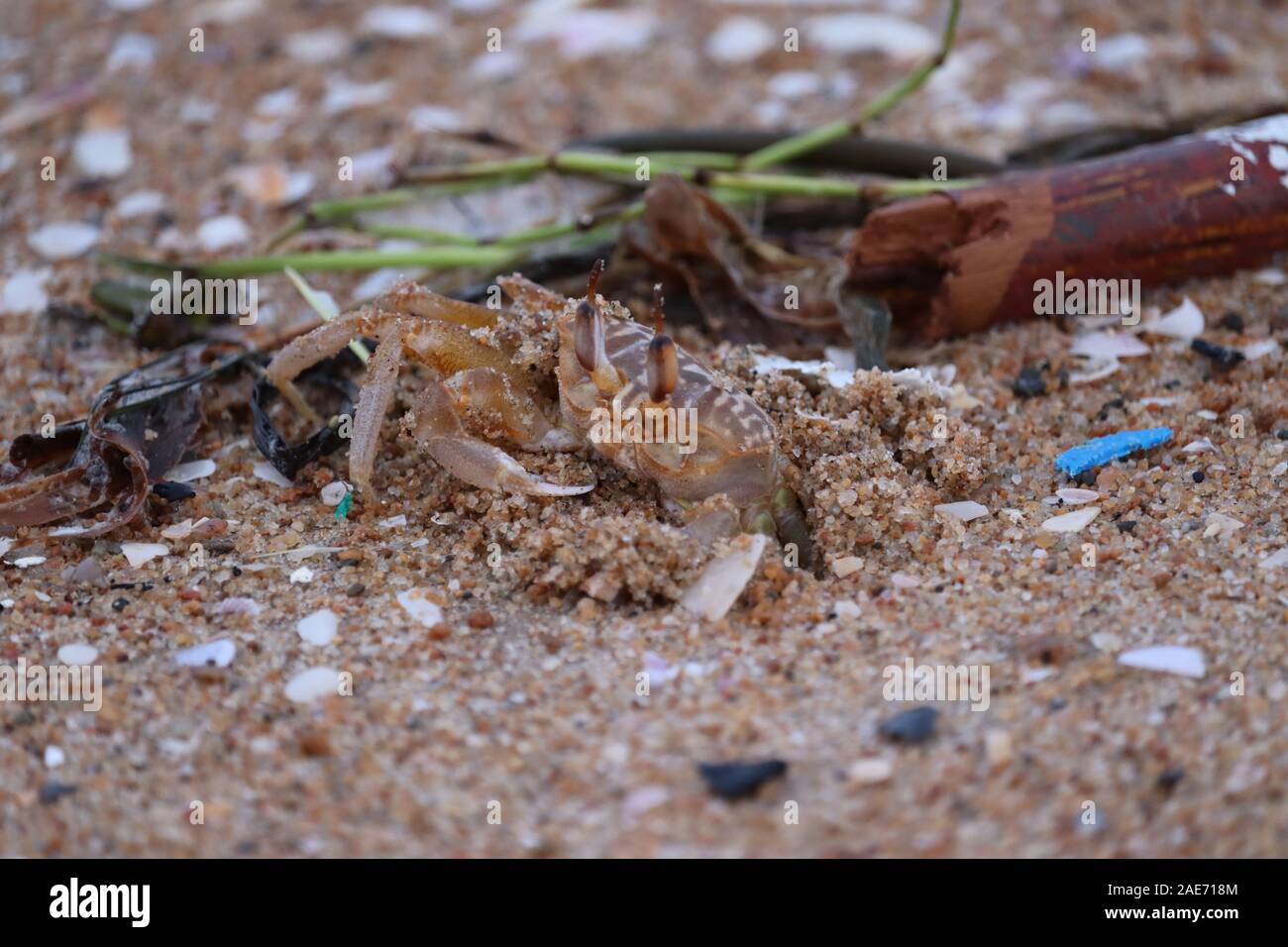Ghost crab on beach.Crab sand beach close up. Cute crab on sand beach ...