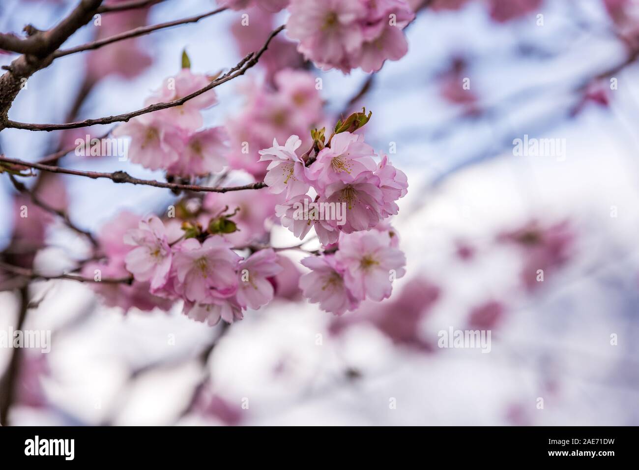 Blooming of cherry tree with a view of the snow-capped mountains in the spring on a clear day at Sochi, Russia. Stock Photo