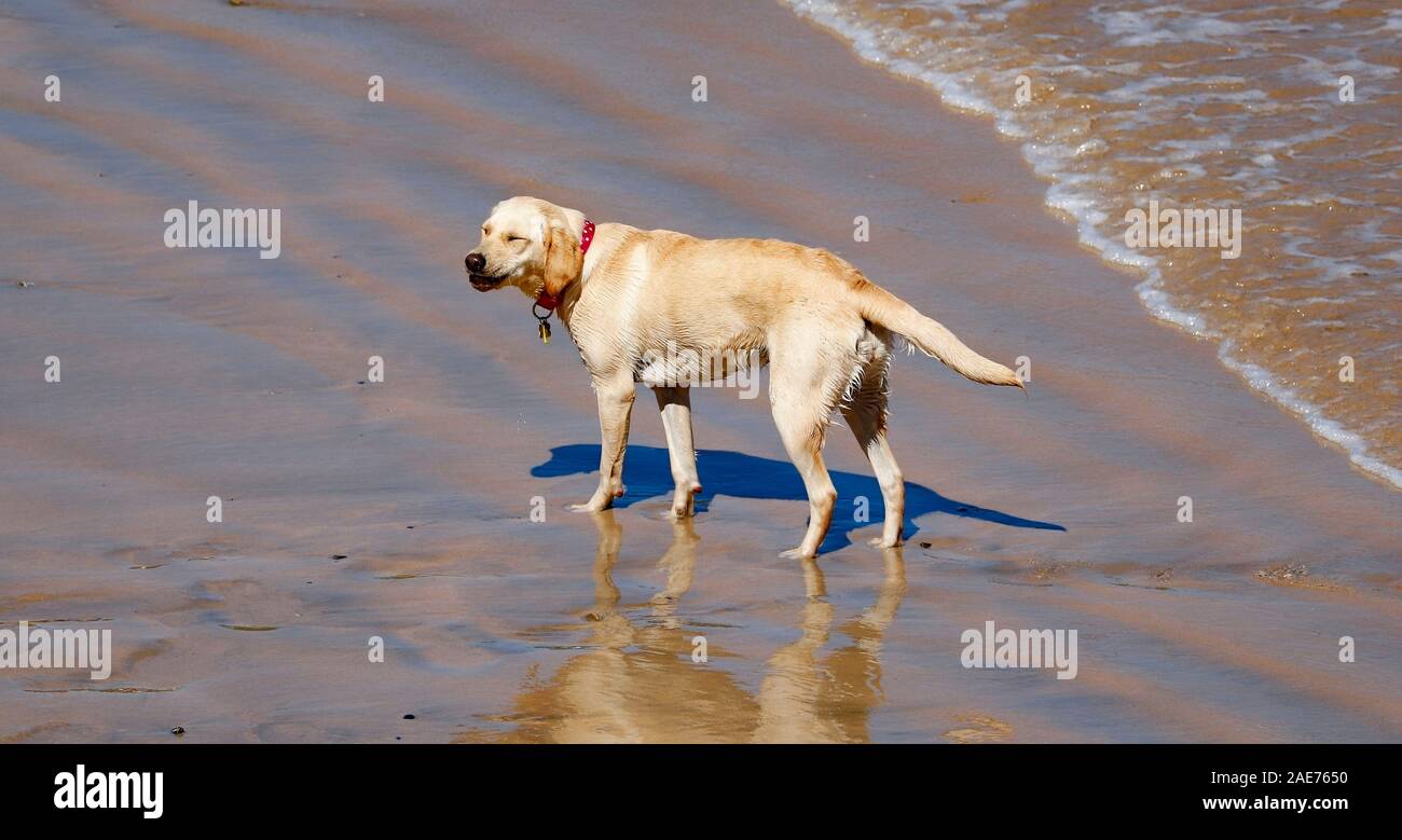 Salty Sea Dog, having fun on the beach and in the surf at Tolcarne Beach, Newquay, Cornwall. Stock Photo