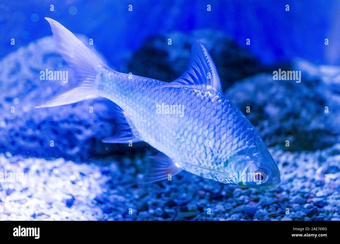Fish Made From Rocks Aquarium fish on the background of artificial rocks and vegetation ...