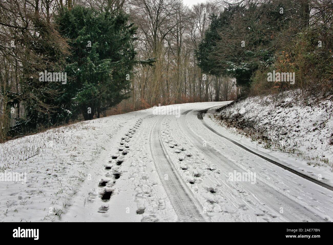snowy road through woodland with tyre tracks and footprints Stock Photo ...