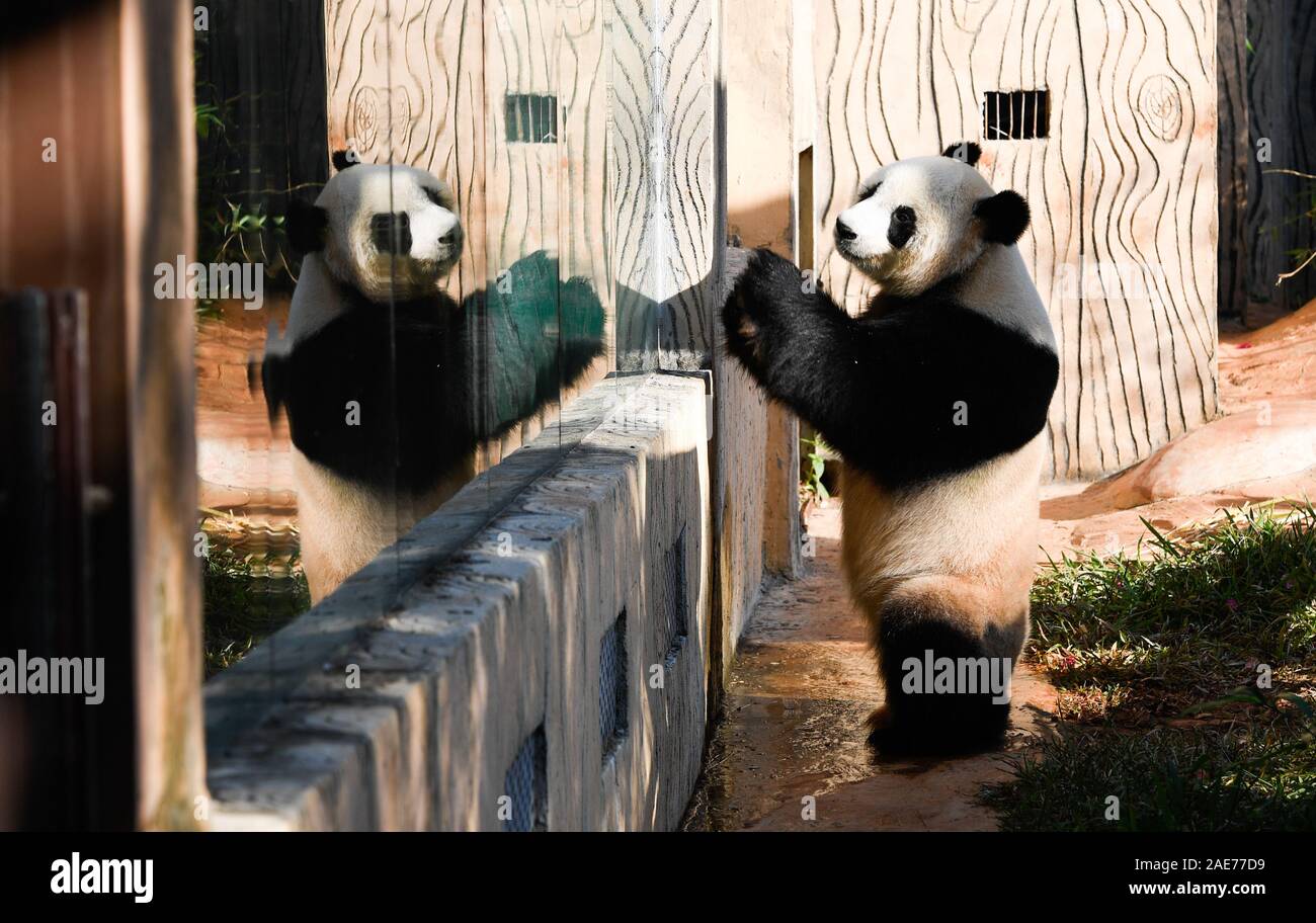 Haikou China S Hainan Province 7th Dec 2019 Giant Panda Gong