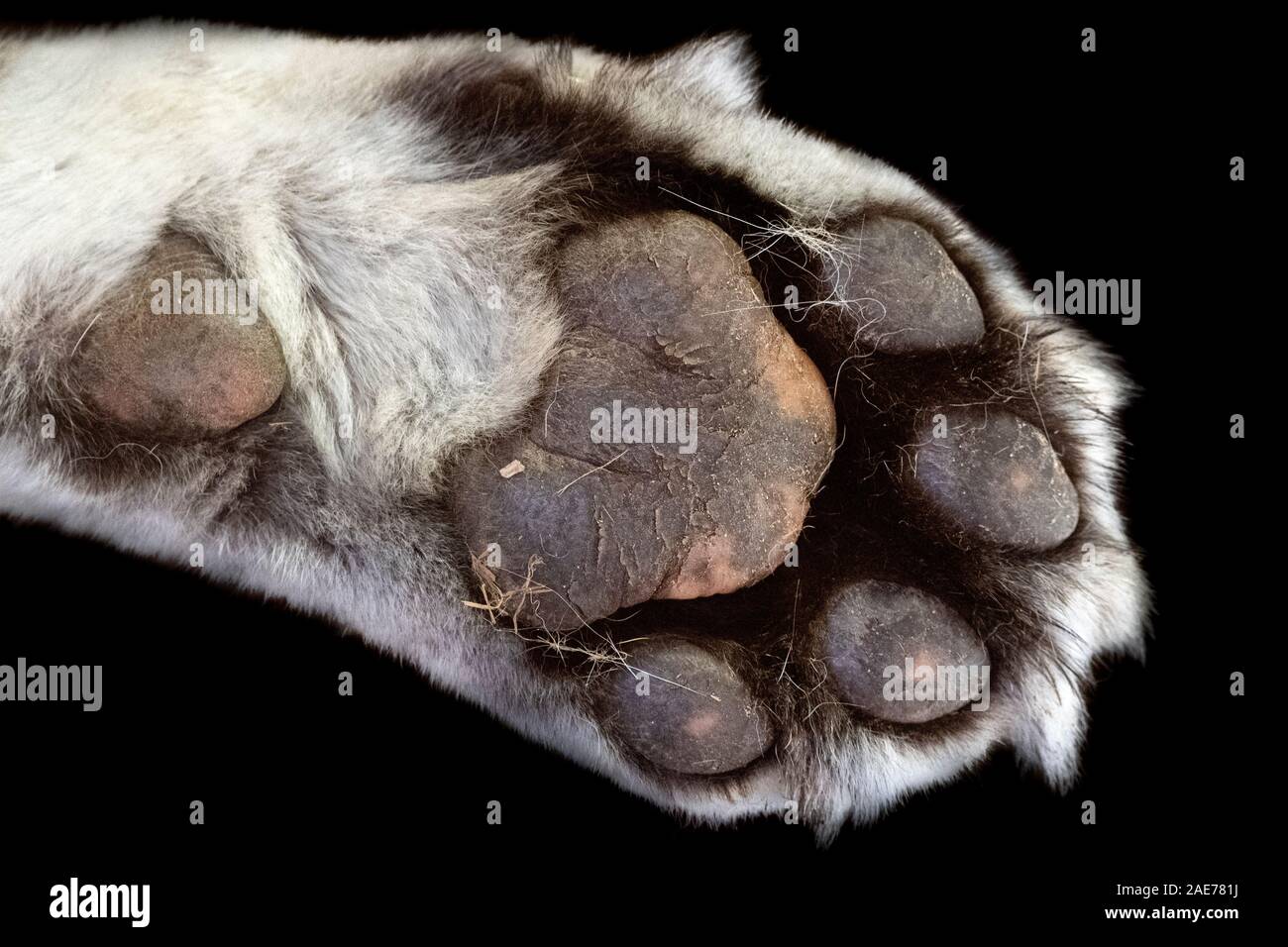 Front paw of adult male Amur tiger Stock Photo