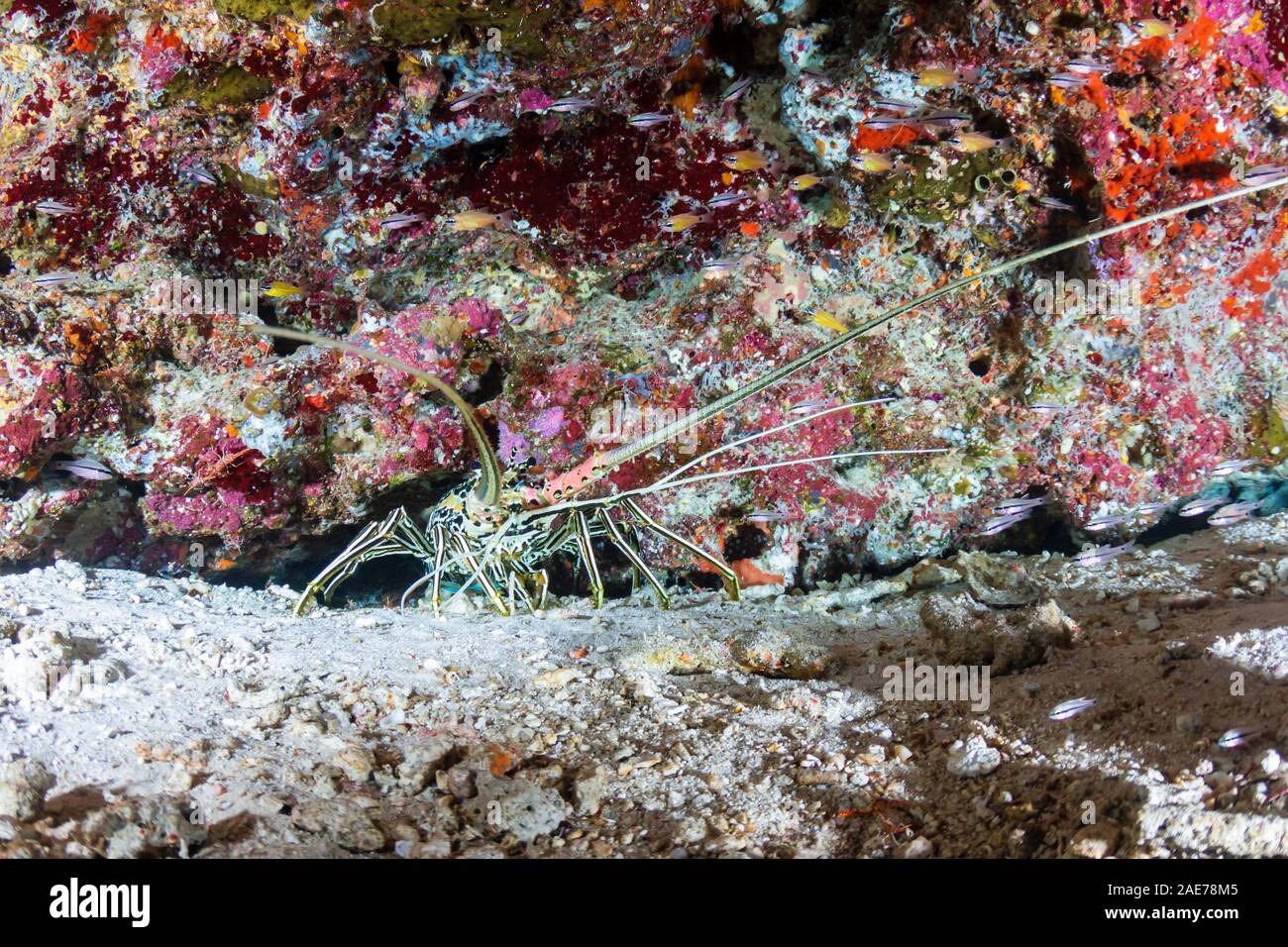 Large Spiny Lobster on a coral reef Stock Photo