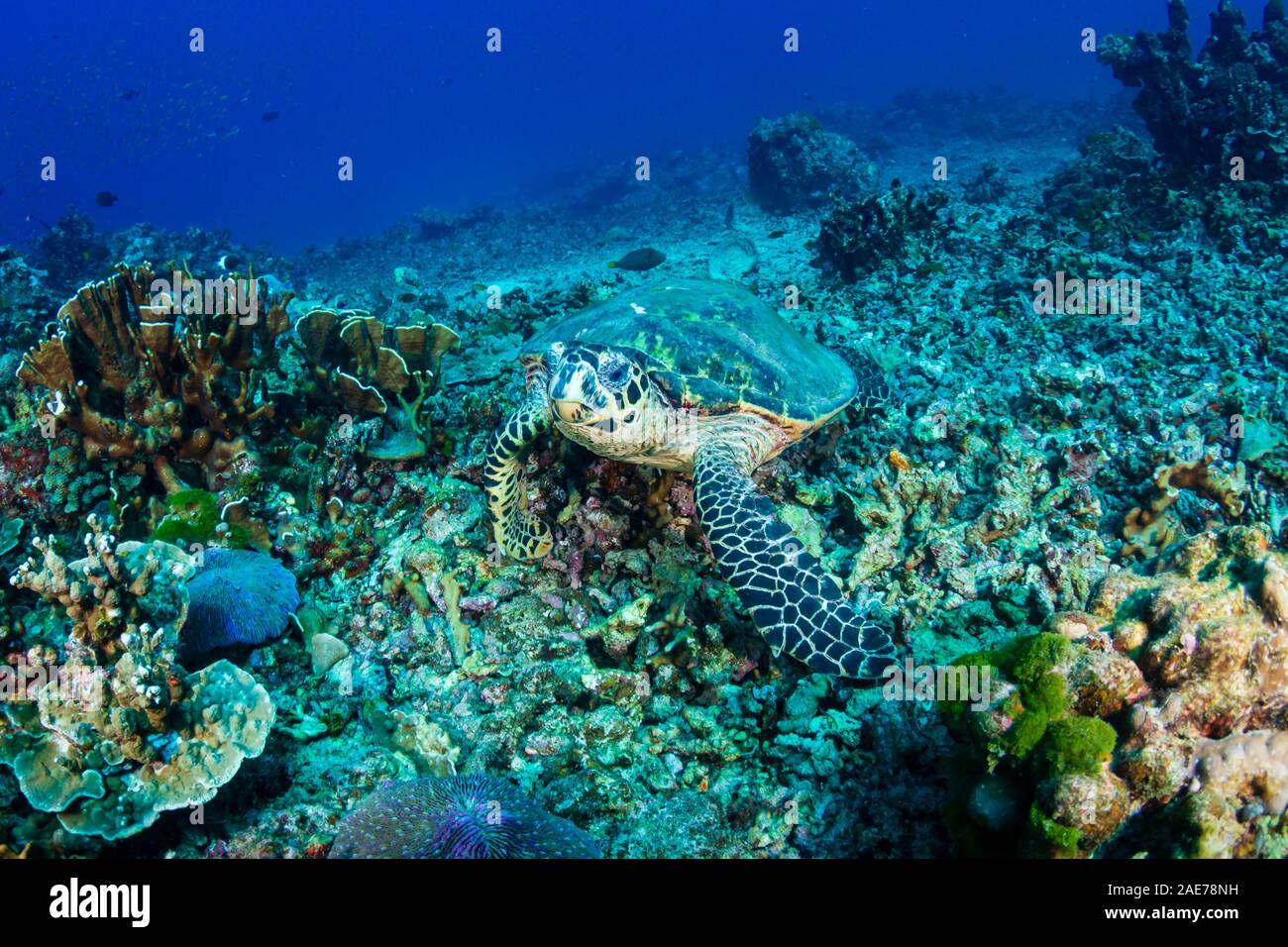 Photo inspiration: Gallery Detail: Hawksbill Sea Turtle Feeding On A Hard Coral Reef Stock