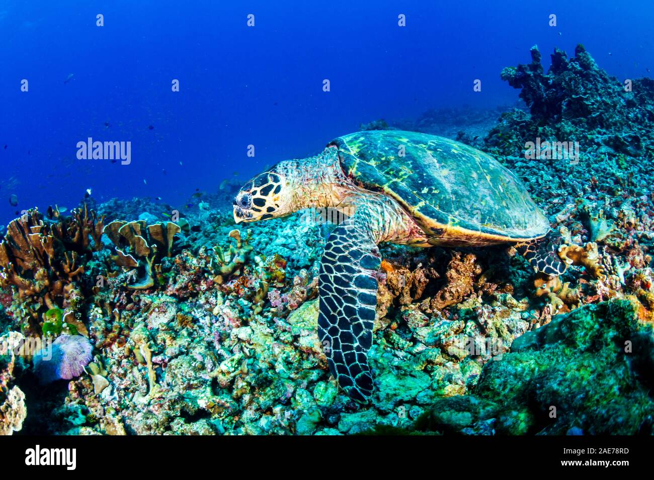 Hawksbill Sea Turtle feeding on a hard coral reef Stock Photo