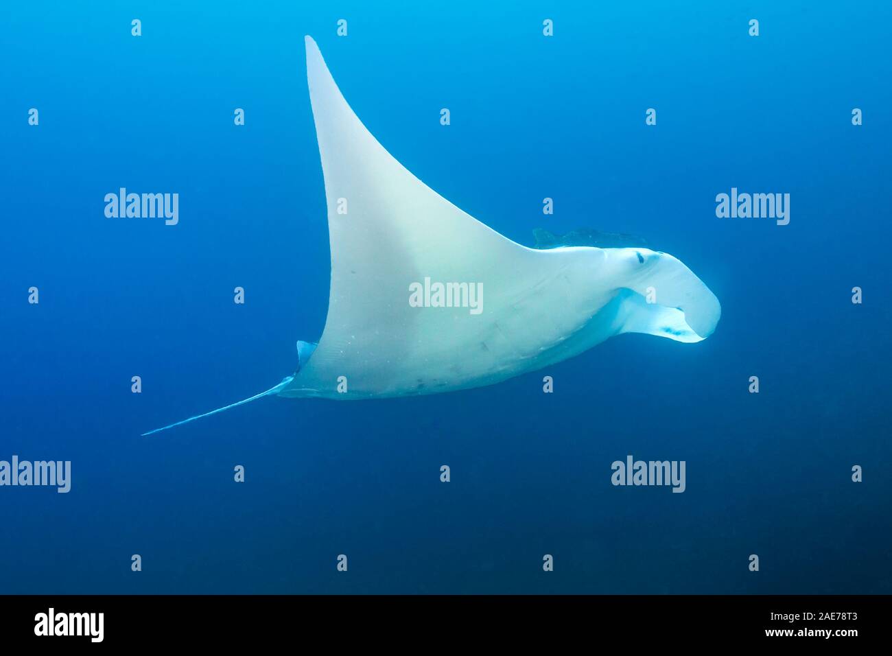 Large Oceanic Manta Ray (Mobula Birostris) swimming in a blue tropical ...