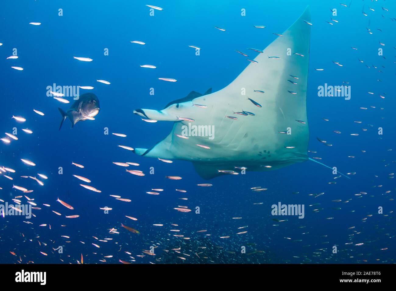 Large Female Oceanic Manta Ray (Manta birostris) swimming through ... Biology Diagrams