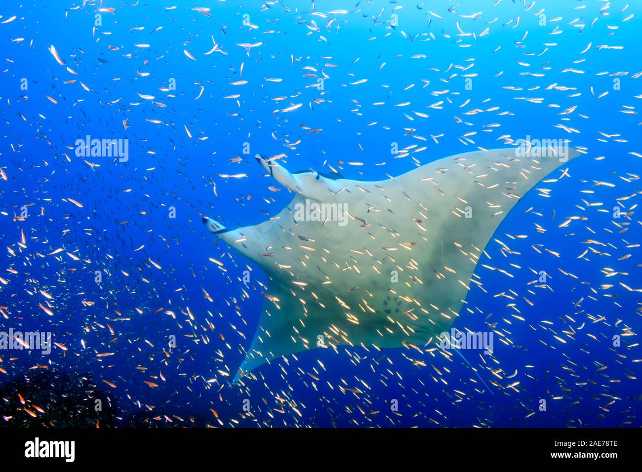 Large Female Oceanic Manta Ray (Manta birostris) swimming through ... Biology Diagrams