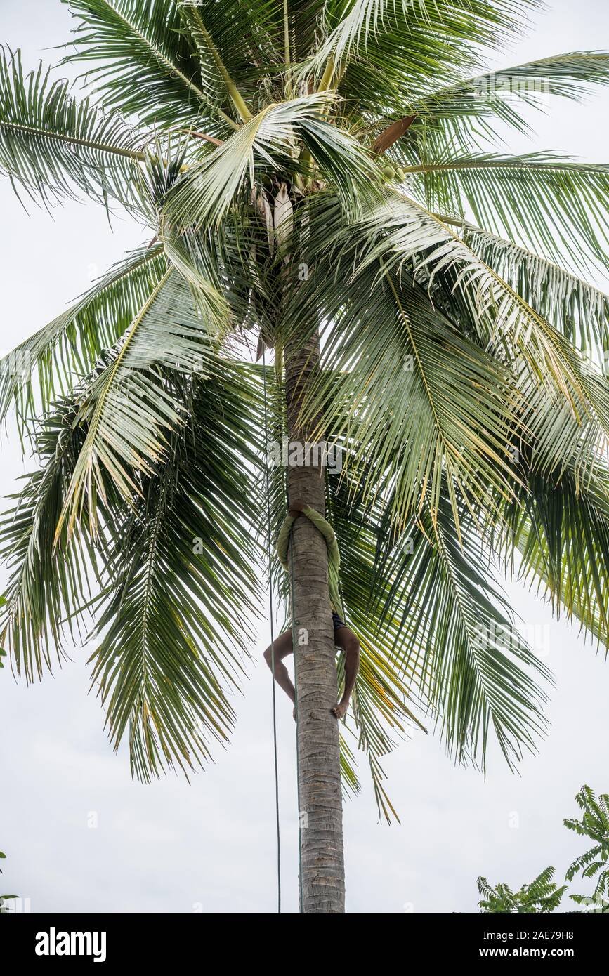 Local man harvest coconut, Don Det, 4000 islands, Laos, Asia. Stock Photo