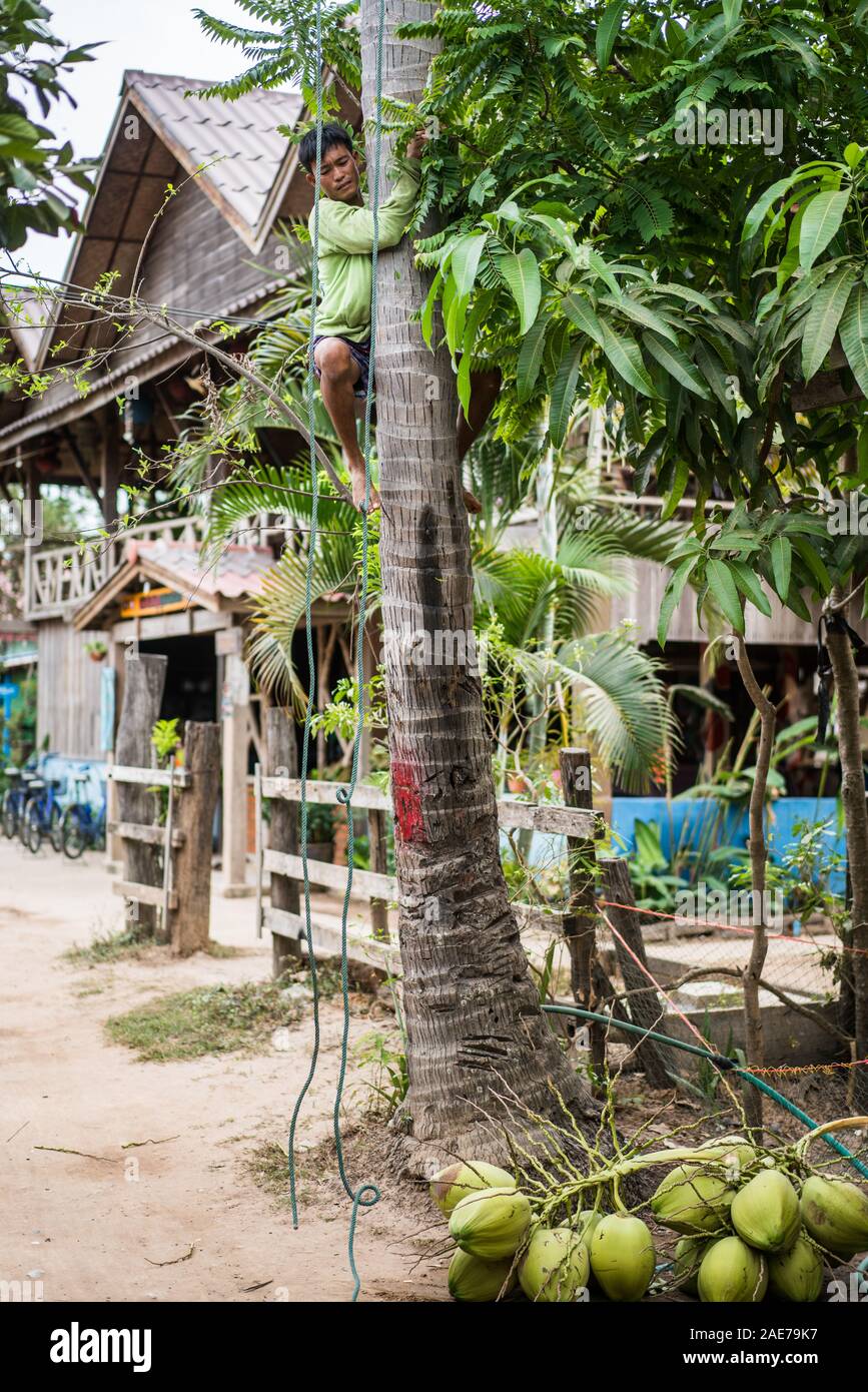 Local man harvest coconut, Don Det, 4000 islands, Laos, Asia. Stock Photo