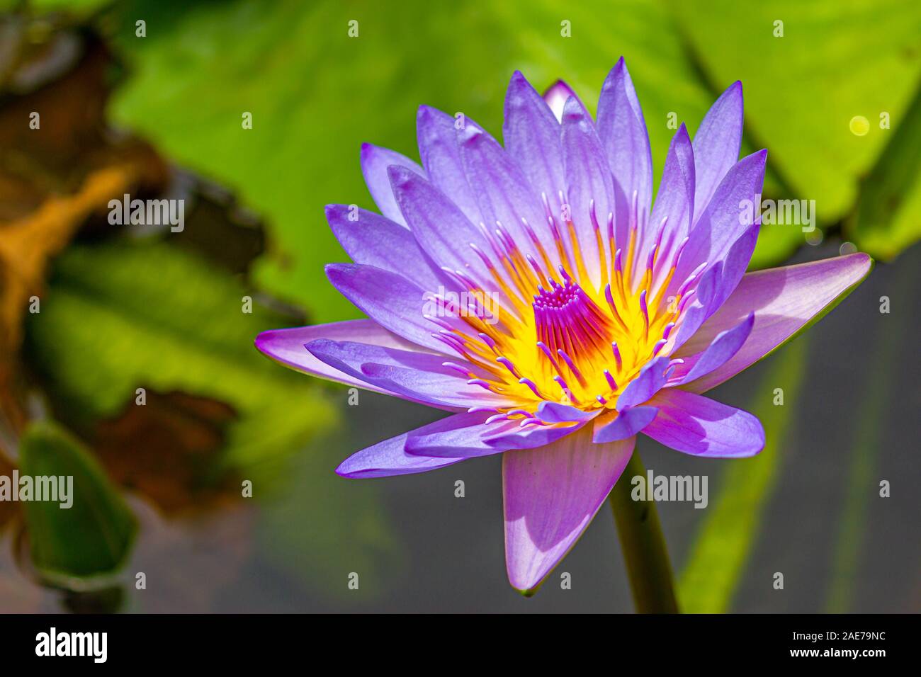 A beautiful purple yellow lotus or water lily, Sir Seewoosagur Ramgoolam Botanical Garden, Mauritius. Stock Photo