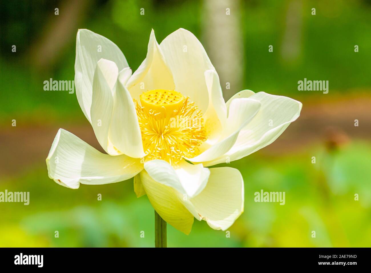 White lotus in the botanical garden in Pamplemousses, Mauritius. Stock Photo