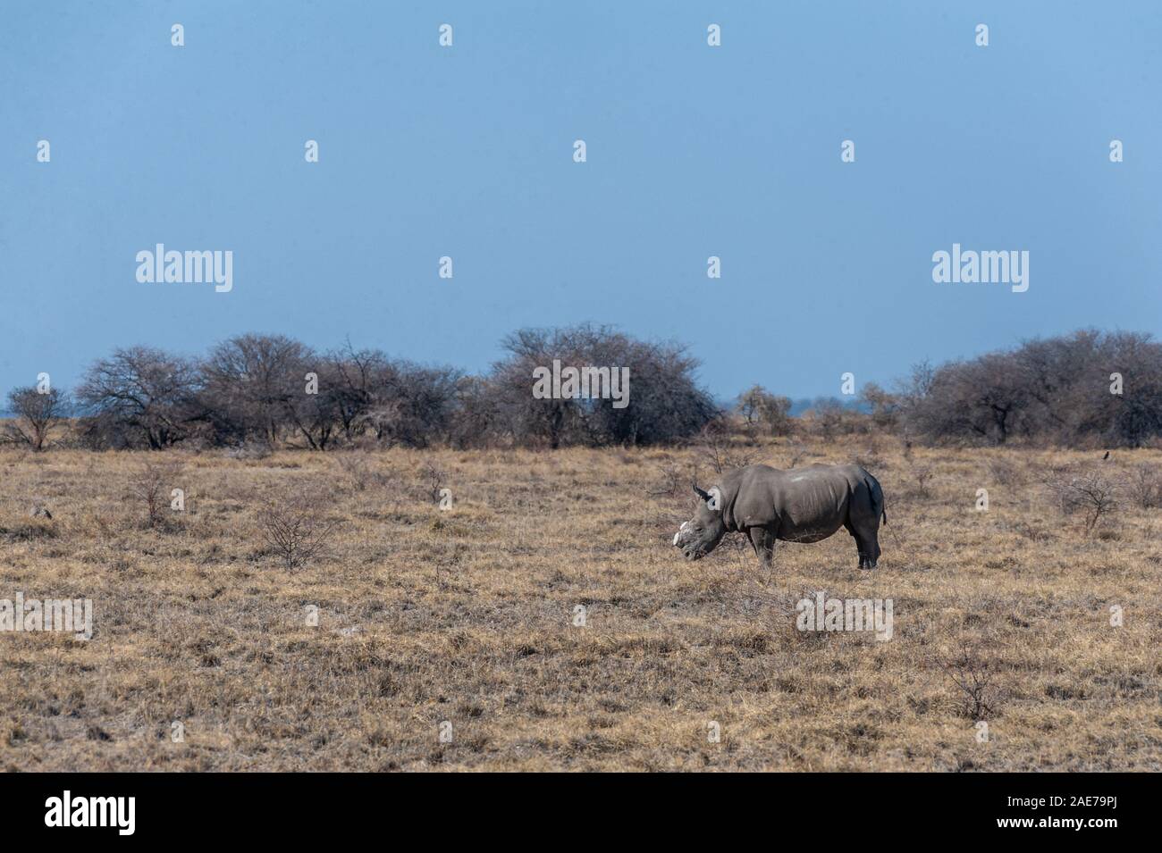 A solitary dehorned Black Rhinoceros - Diceros bicornis occidentalis- grazing in Etosha National Park, Namibia. Black Rhinos are critically endangered due to poaching. Their horn is removed in order to stop the poachers from killing the animal. Stock Photo