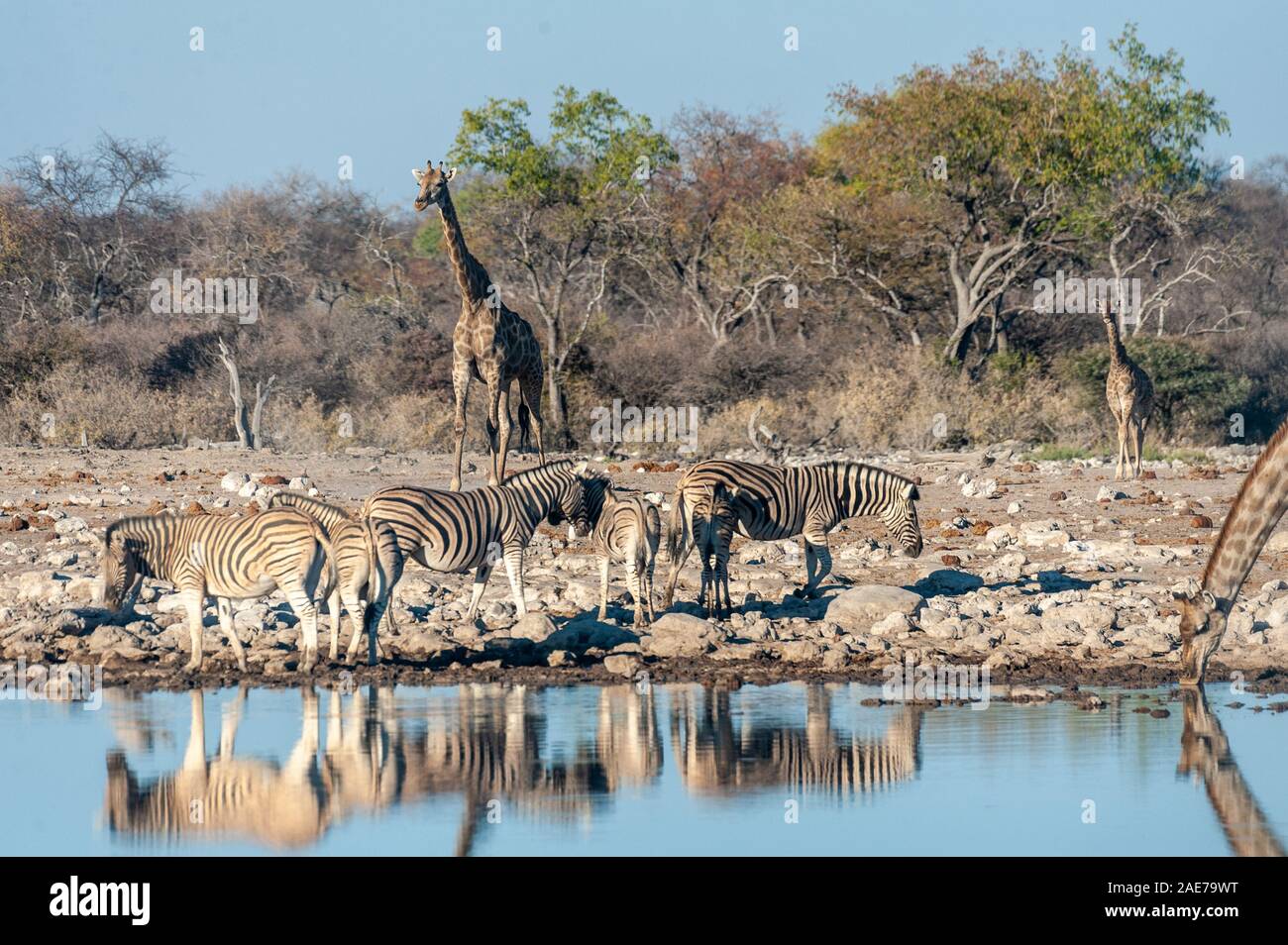 A group of Angolan Giraffe - Giraffa giraffa angolensis- and Burchells zebra -Equus quagga- burchellii- drinking from a waterhole, while being reflected in the surface of the water. Etosha National Park, Namibia. Stock Photo