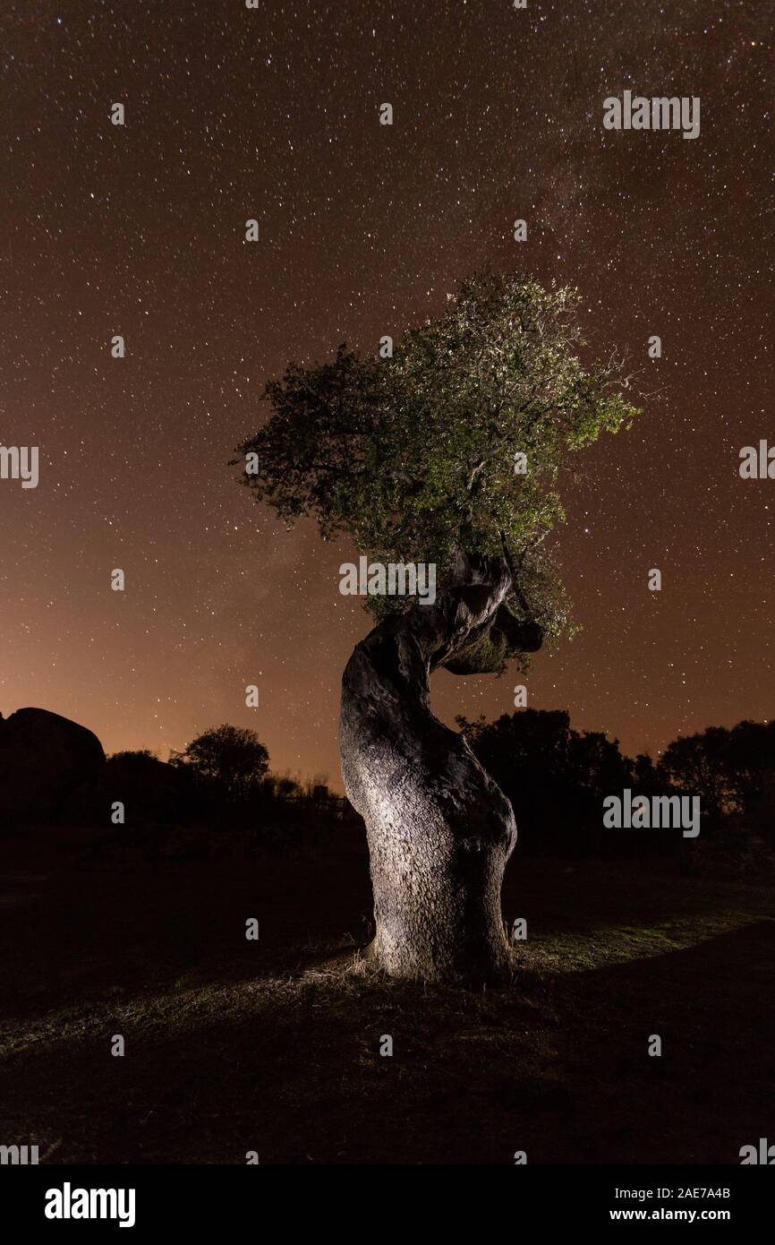 holm oak at night with stars, in the natural park of Cornalvo, Extremadura, Spain Stock Photo