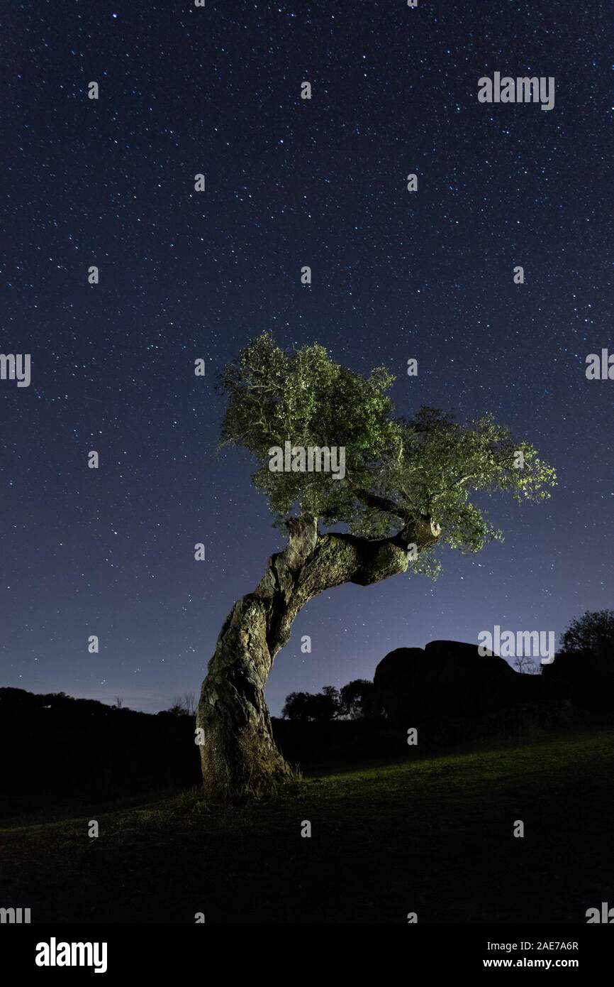 holm oak at night with stars, in the natural park of Cornalvo, Extremadura, Spain Stock Photo