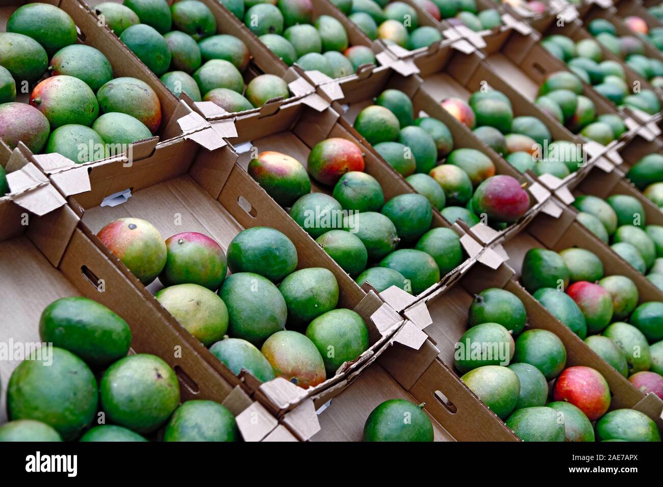 Seasonal fruits are placed in boxes in the grocery store. Many mangoes