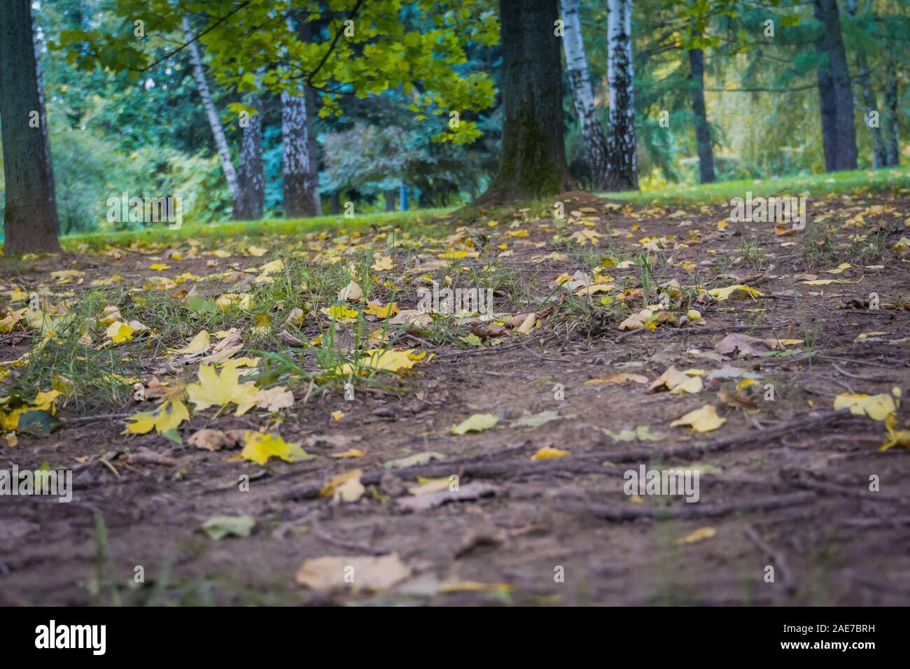 Colorful leaves on trees in the city park, autumn background Stock ...