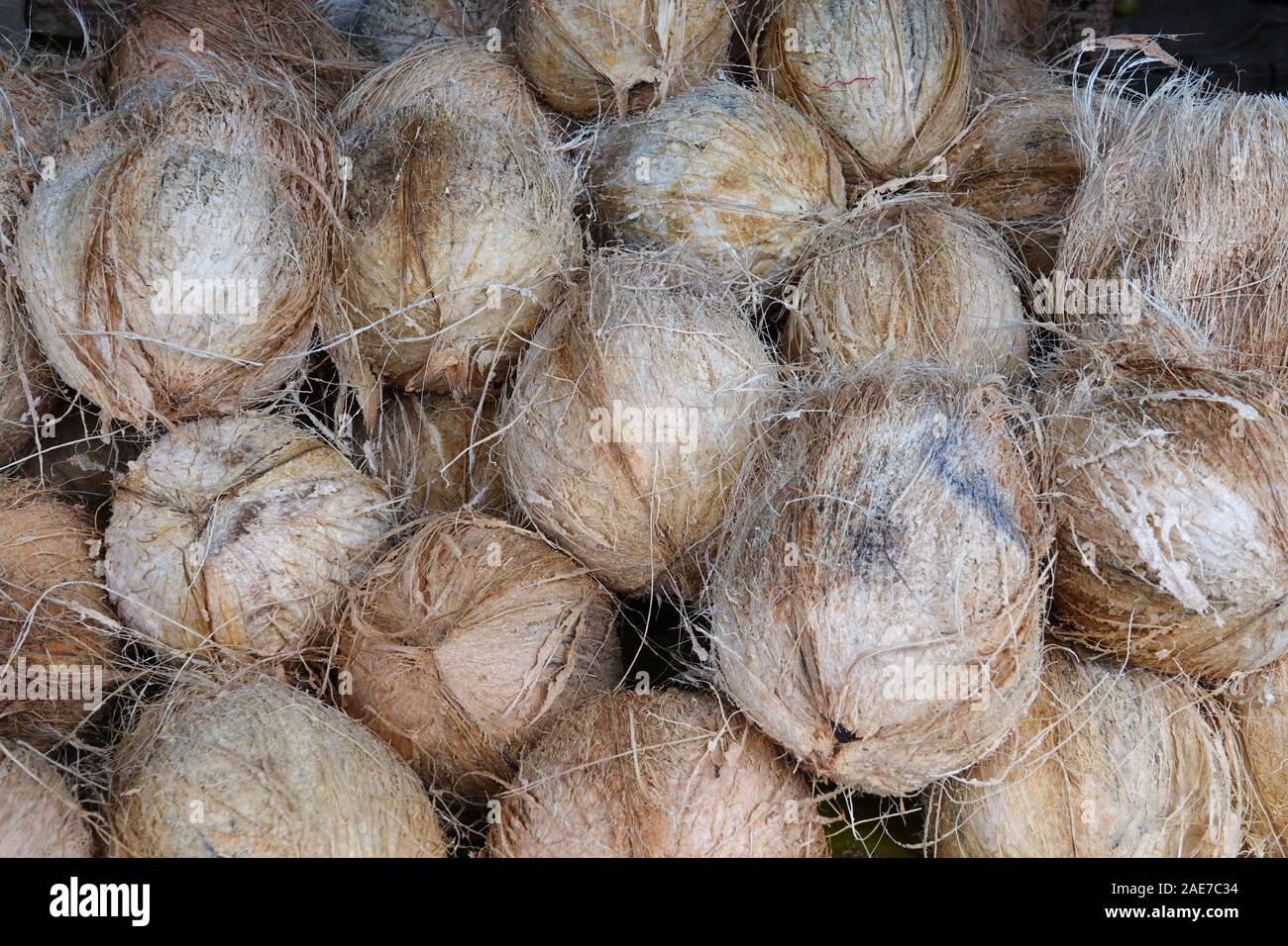 Pile of coconuts close-up. Market of fruit and vegetable in Sri Lanka Stock Photo