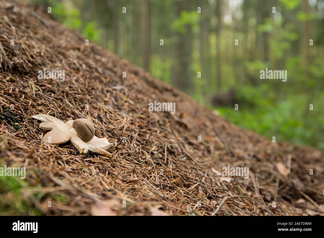 Beaked earthstar growing in an old ant nest Stock Photo