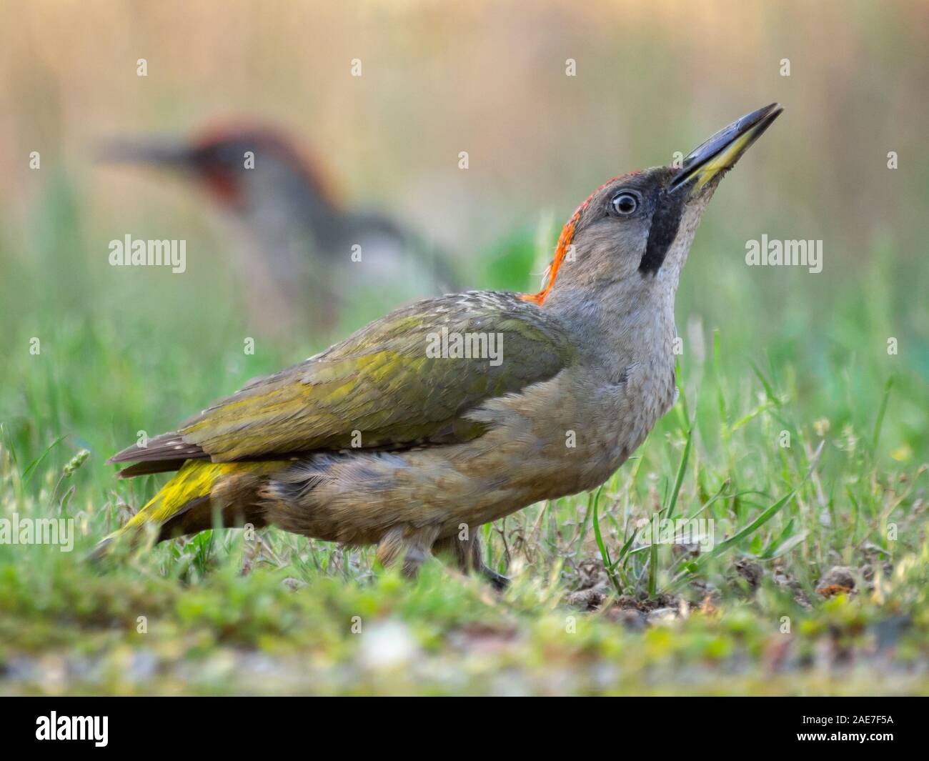 Adult Female Of European Green Woodpecker And Male Out Of Focus In The adult-female-of-european-green-woodpecker-and-male-out-of-focus-in-the