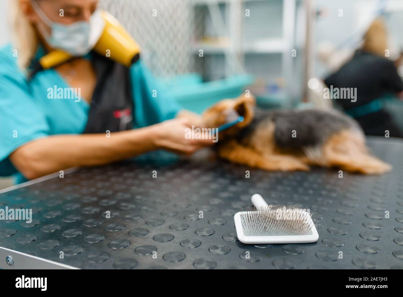 Female groomer with comb and little dog, grooming Stock Photo