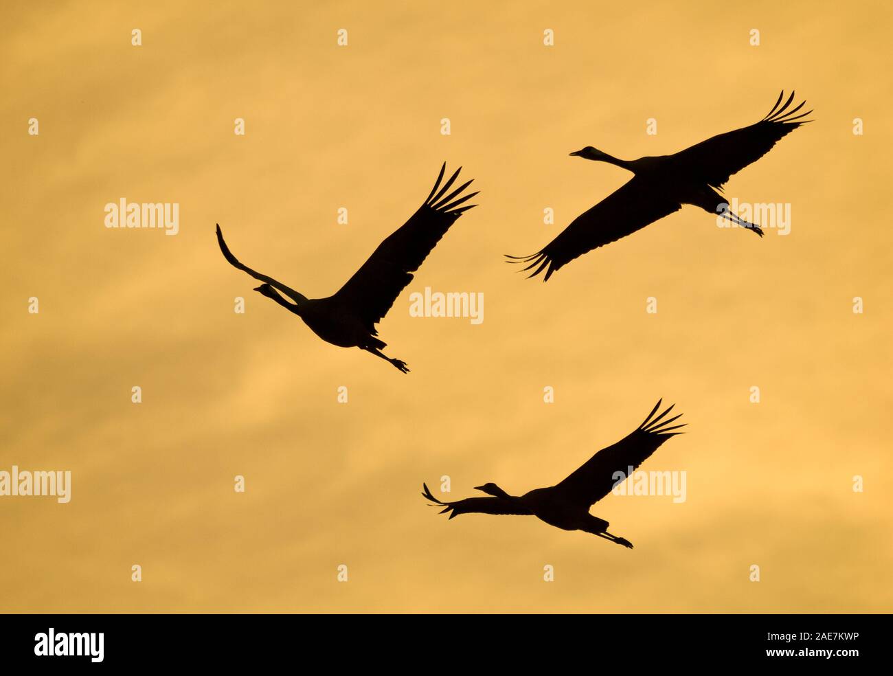 silhouettes of three cranes flying backlit at sunset Stock Photo - Alamy