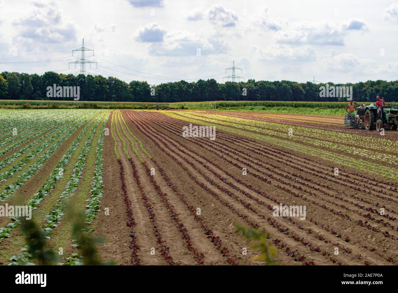 Rows of lollo rosso and lollo bianco. Newly planted lollo rosso and lollo bianco Stock Photo