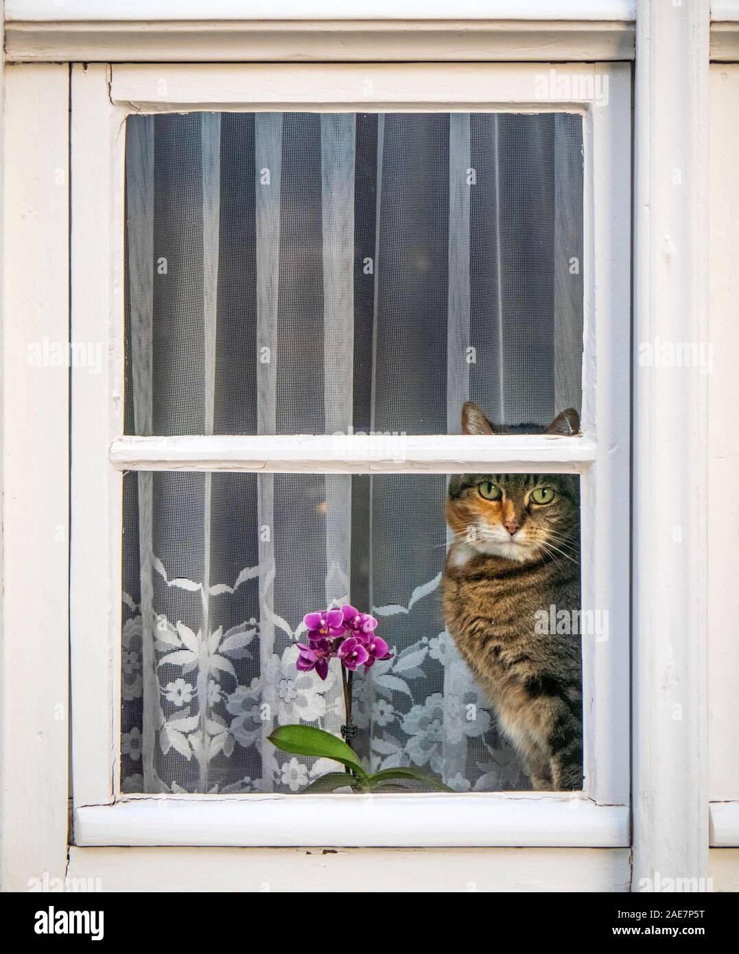 Tabby cat siting on a window sill staring out of a window Stock Photo ...