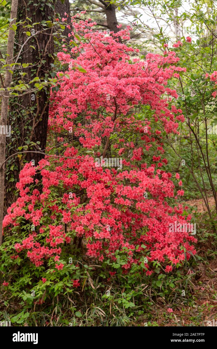 Beautiful red mini azaleas blooming in the forest Stock Photo