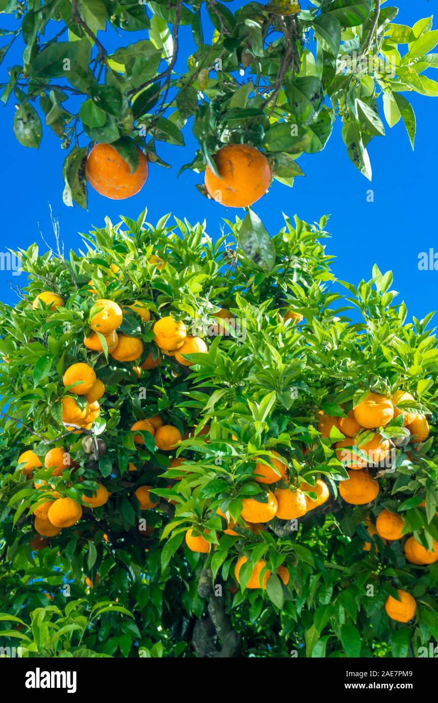 Mandarin tree with ripe fruits. orange tree. Ripen clementines on trees in a citrus cultivation Stock Photo