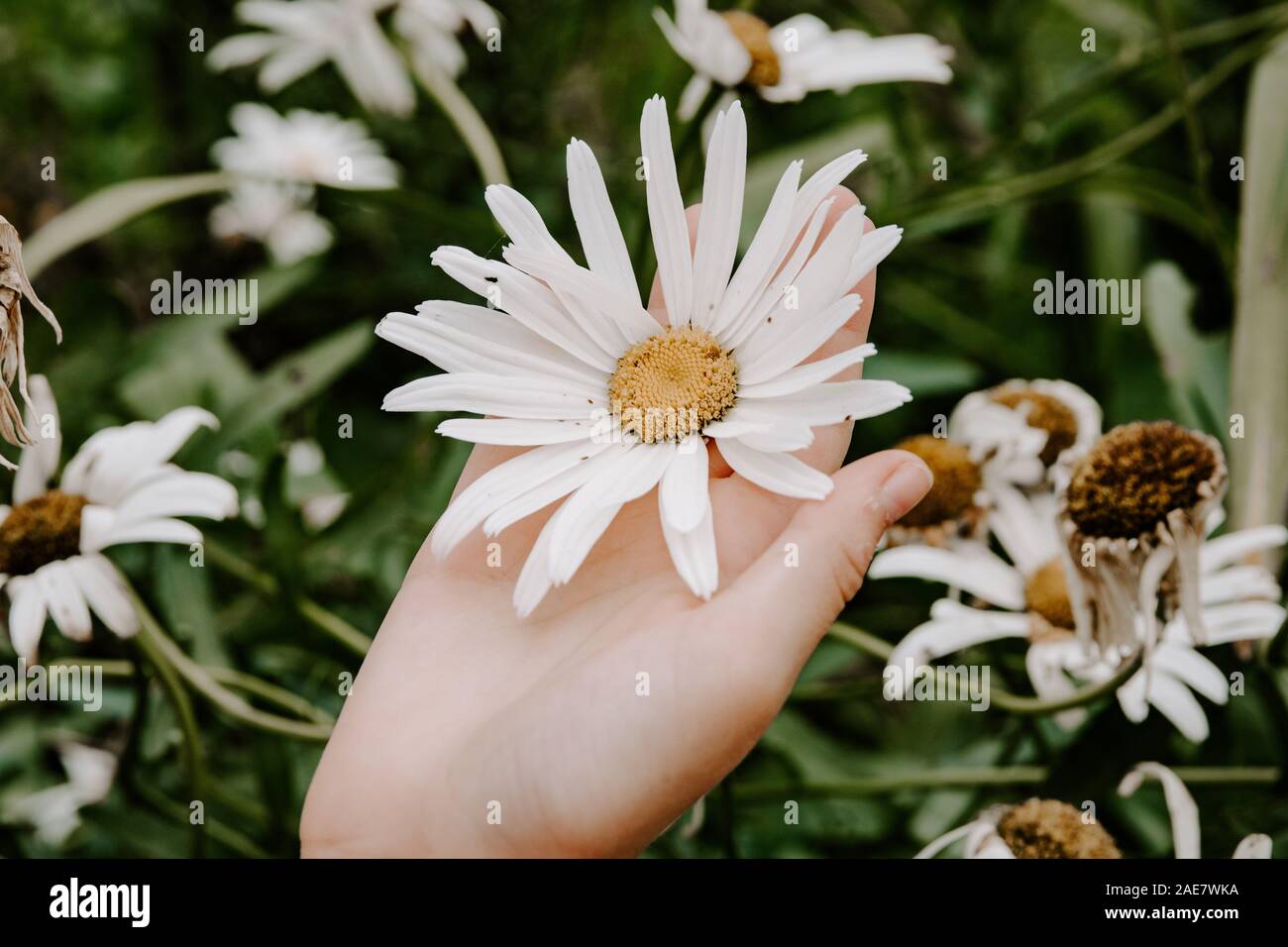 Open hand holding daisy, large daisy, love nature concept, spring flowers, white wildflower, feminine, delicate, tenderness, little things Stock Photo