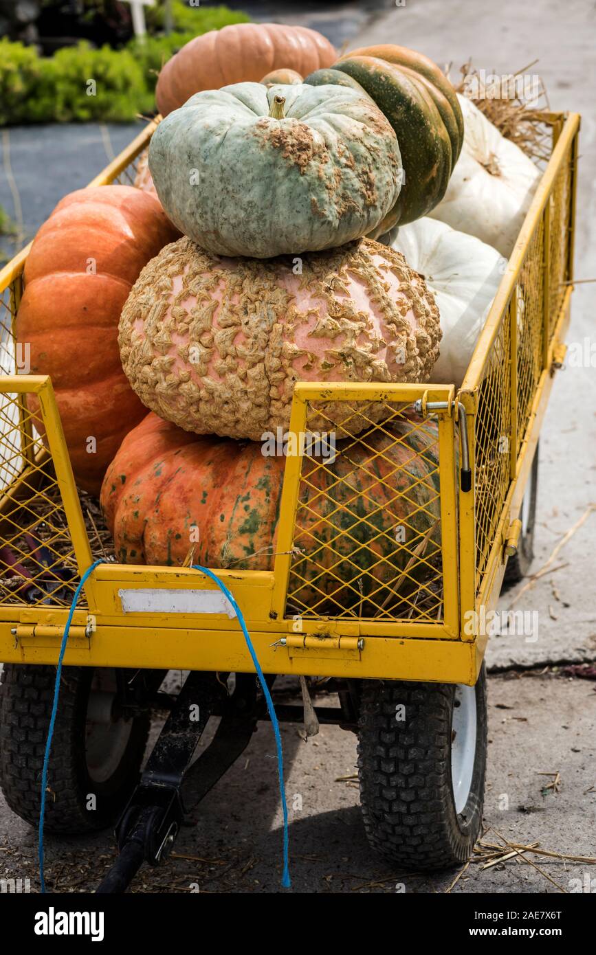 Pumpkins at the farmers market during the Halloween Holidays, USA Stock Photo
