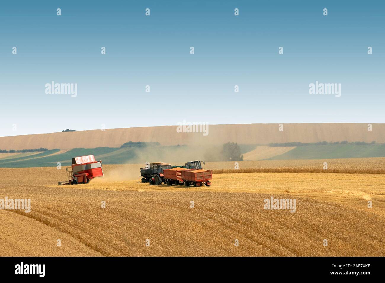 Wheat harvest in the big agricultural field Stock Photo