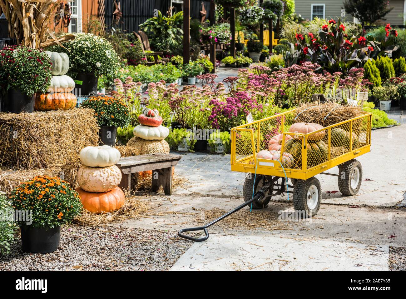 Pumpkins at the farmers market during the Halloween Holidays, USA Stock Photo