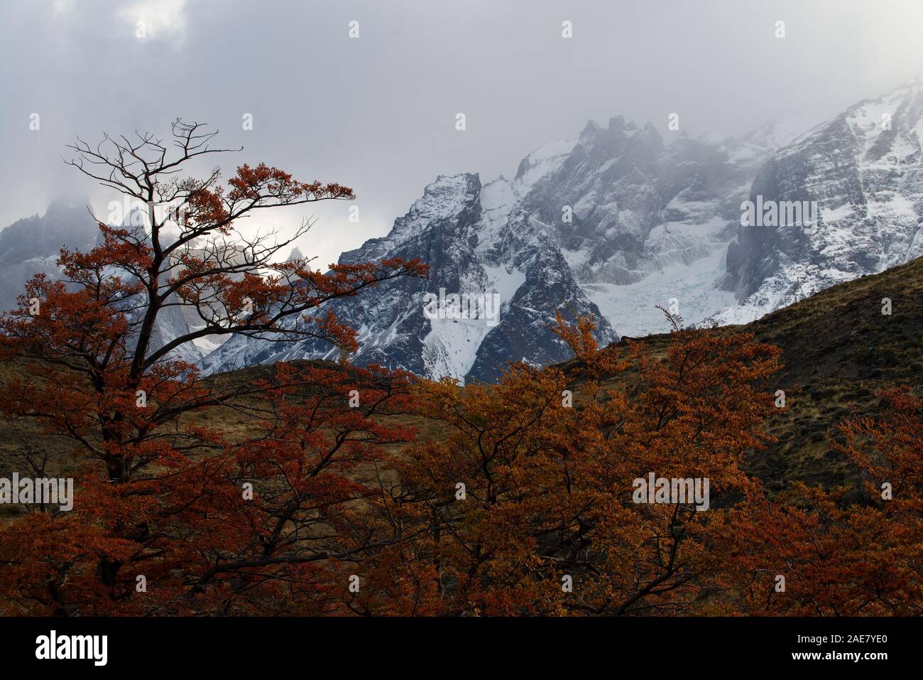 Southern Beech trees in their fall/autumn colours, with the snow-dusted mountains of the Torres del Paine Massif behind. Stock Photo